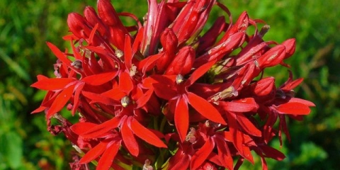 Lobelia cardinal (ljubičasta, lobelia cardinalis): crvena, akvarijumska, vatrena